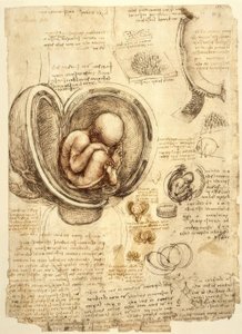 Rahimdeki fetüs by Leonardo da Vinci